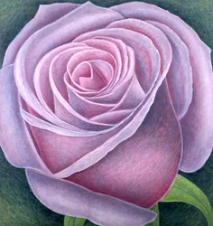 Große Rose, 2003